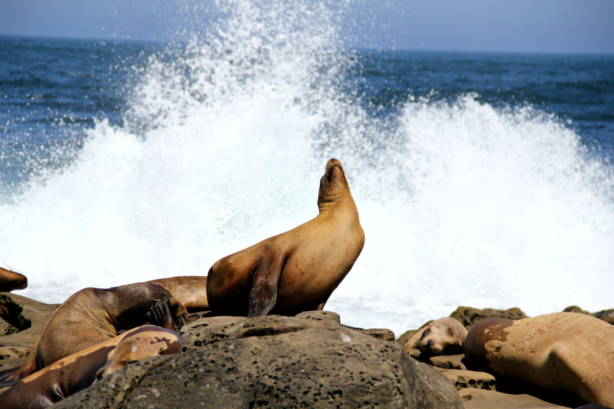 La Jolla Cove Sea Lions