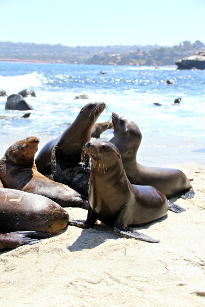 La Jolla Sea Lions