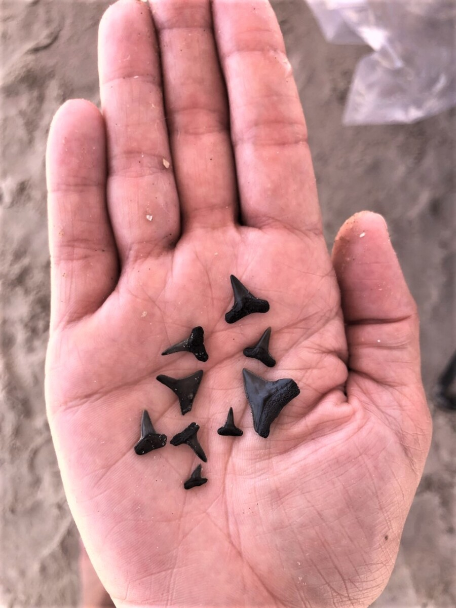 shark teeth | Galveston Travel Guide by popular Houston travel blog, Haute and Humid: image of a man holding black shark teeth in the palm of his hand. 