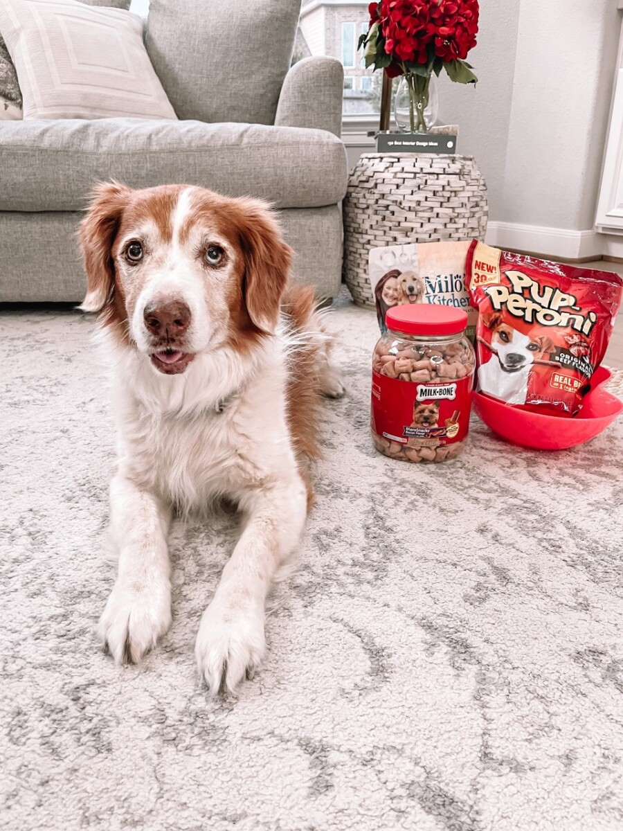 Valentine’s Day Dog present |Milk Bone Dog Treats by popular Houston lifestyle blog, Haute and Humid: image of a dog sitting next to Milk Bone Pupperoni and other Milk Bone treats. 